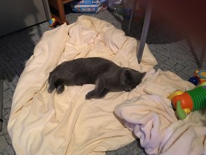 image.jpeg