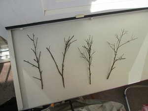 IMG_5842.JPG