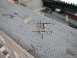 IMG_6045.JPG