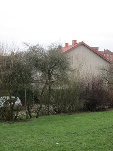 derevo 2 003.jpg