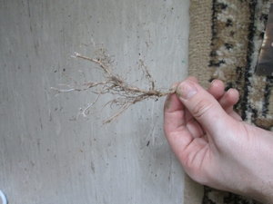 IMG_1800.JPG
