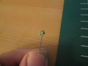 IMG_2481.JPG